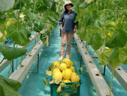 Melon Hidroponik OMPI (Omah Melon Pule Indah) : Manisnya Inovasi dari Desa Pule Kandat Kediri Jawa Timur