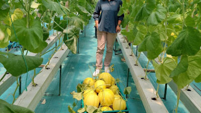 Omah Melon Pule Indah