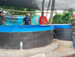 Wringin Anom “Sulap” Dana Desa Jadi Cuan! Ribuan Lele Sangkuriang Siap Perkuat Ekonomi Warga