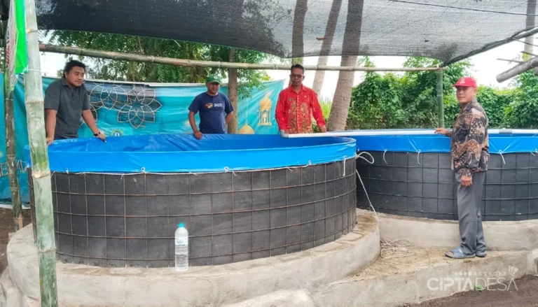 Wringin Anom “Sulap” Dana Desa Jadi Cuan! Ribuan Lele Sangkuriang Siap Perkuat Ekonomi Warga